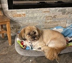 My small dog